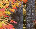 Nature - Autumn Creative photos & Images collection