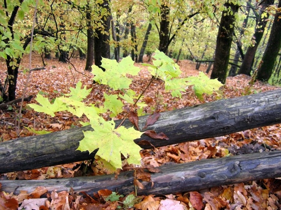 picsdesktopnet_129